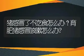 猪感冒了不吃食怎么办？育肥猪感冒咳嗽怎么办?