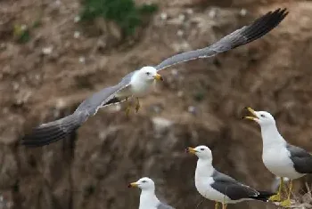 海边嬉戏喂食的海鸥