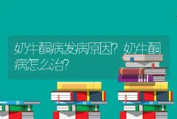 奶牛酮病发病原因？奶牛酮病怎么治？