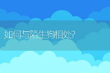 如何与陌生狗相处?