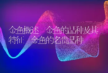 金鱼概述－金鱼的品种及其特征－金鱼的名贵品种