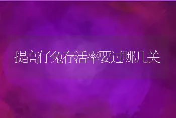 提高仔兔存活率要过哪几关