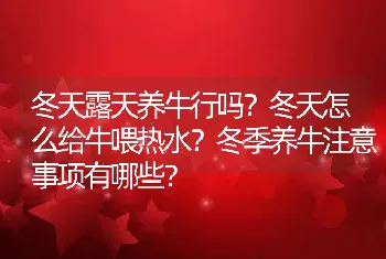 冬天露天养牛行吗？冬天怎么给牛喂热水？冬季养牛注意事项有哪些？