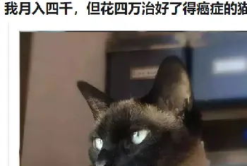 月入4千，给猫治病花了4万！别再喂猫咪吃致癌物了