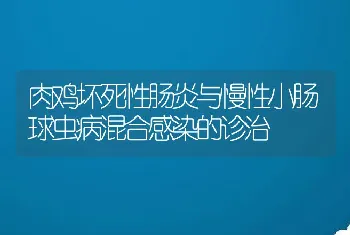 肉鸡坏死性肠炎与慢性小肠球虫病混合感染的诊治