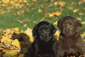 怎么给拉布拉多洗澡 拉布拉多猎犬洗澡注意事项指南