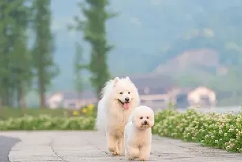 微笑天使萨摩耶和泰迪犬的生活记录图片