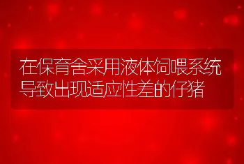 在保育舍采用液体饲喂系统导致出现适应性差的仔猪