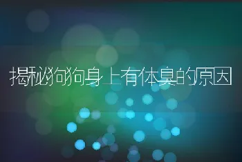 揭秘狗狗身上有体臭的原因