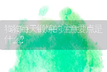 狗狗每天锻炼的注意要点是什么?