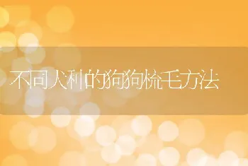 不同犬种的狗狗梳毛方法