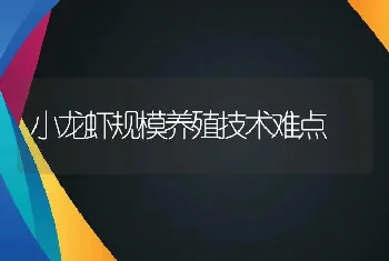 小龙虾规模养殖技术难点