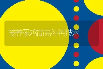 笼养蛋鸡简易补钙技术