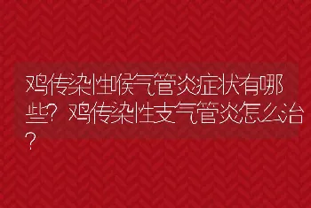 鸡传染性喉气管炎症状有哪些？鸡传染性支气管炎怎么治？