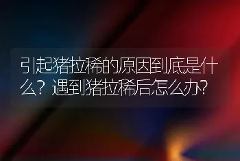 引起猪拉稀的原因到底是什么？遇到猪拉稀后怎么办?