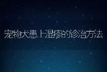 宠物犬患上湿疹的诊治方法