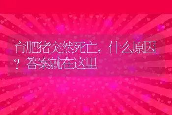 育肥猪突然死亡，什么原因？答案就在这里