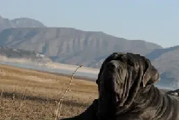 [扭玻利顿犬训练]扭玻利顿犬身高