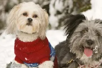 波兰低地牧羊犬性格好不好 波兰低地牧羊犬性格介绍