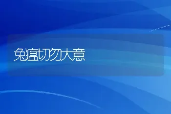 冬季养蛋鸡如何调整饲料