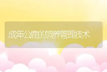 成年公鹿的饲养管理技术