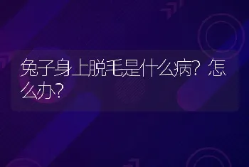 兔子身上脱毛是什么病？怎么办？