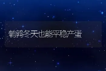 鹌鹑冬天也能平稳产蛋