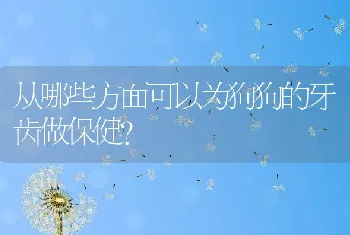 从哪些方面可以为狗狗的牙齿做保健？