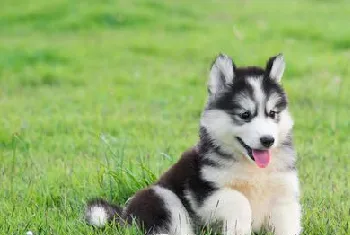 哈士奇幼犬的喂养技巧