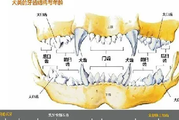 狗狗牙齿年龄图解 狗狗年龄牙齿对照表