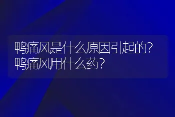 鸭痛风是什么原因引起的？鸭痛风用什么药？