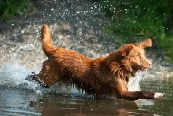 新斯科舍猎鸭寻猎犬的标准体型特征