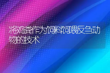 将鸡粪作为饲料饲喂反刍动物的技术