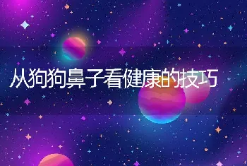 从狗狗鼻子看健康的技巧