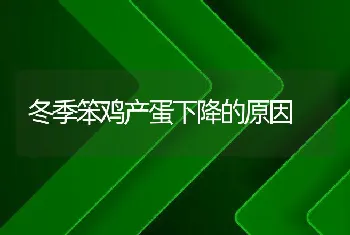 冬季笨鸡产蛋下降的原因