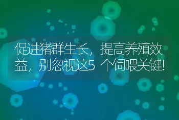 促进猪群生长，提高养殖效益，别忽视这5个饲喂关键!