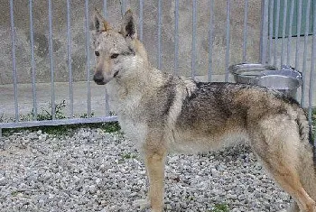 捷克狼犬夏季饮食注意事项