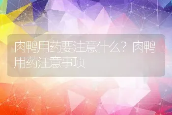 肉鸭用药要注意什么？肉鸭用药注意事项