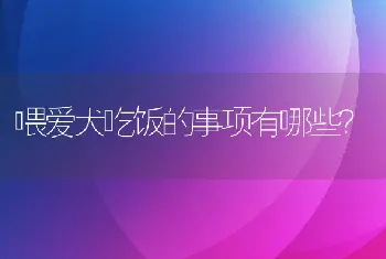 喂爱犬吃饭的事项有哪些？