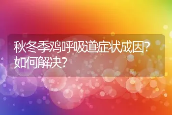 秋冬季鸡呼吸道症状成因？如何解决？