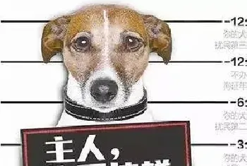 金华养犬新规本月底正式实施！这些狗都不能养了，否则……