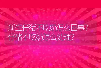 新生仔猪不吃奶怎么回事？仔猪不吃奶怎么处理？