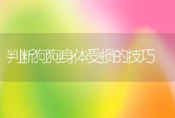 判断狗狗身体受损的技巧