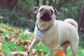 巴哥犬怎么美容 八哥犬美容方法