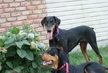 黑褐猎浣熊犬吃什么水果 夏日水果推荐