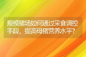 规模猪场如何通过采食调控手段，提高母猪营养水平？