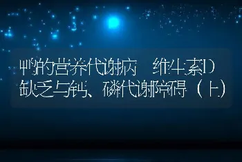 鸭的营养代谢病-维生素D缺乏与钙、磷代谢障碍（上）