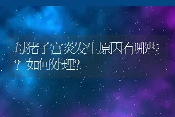 母猪子宫炎发生原因有哪些?如何处理?