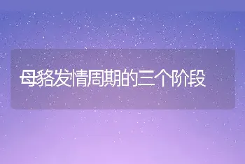 母貉发情周期的三个阶段