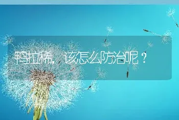 鸭拉稀，该怎么防治呢？